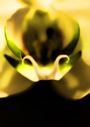 Orchid 003