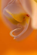 Orchid 004