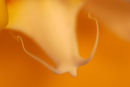 Orchid 005