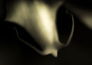 Orchid 008