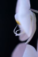 Orchid 1