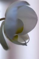 Orchid 2