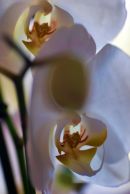 Orchid 3