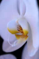 Orchid 5