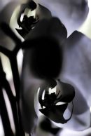 Orchid 7