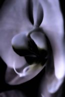 Orchid 9
