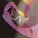 Orchid i o9