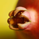 Pomegranate 1