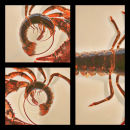 Spin Lobsters