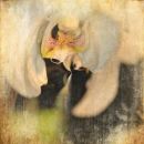Spin Orchid 3