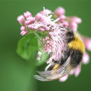 Spinbee