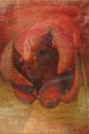 Vermeer over a Pomegranate