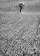 _Countryside