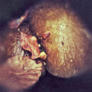 mush 03