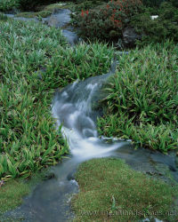 Astellia alpina and alpine stream, Walled Mountain