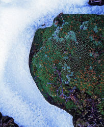 Ice and Cushion Plant
