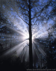 Gippsland Forests