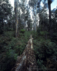 Fallen giant, Brown Mountain