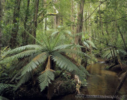 First Creek