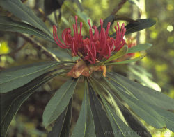 Gippsland Waratah, Telopea oreades,  near Goonmirk Rocks