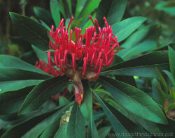 Gippsland Waratah