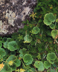 Native carraway, Mt Anne