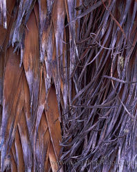 Detail Richea pandanifolia leaves