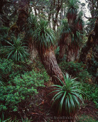 Richea pandanifolia grove, Mt Anne