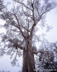 Shining Gum In Mist