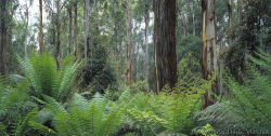 Valley of the Giants