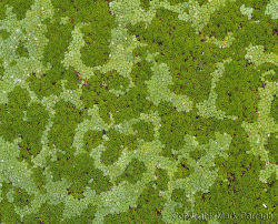 Cushion plant detail