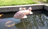 Fish for a pond