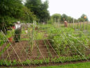 The vegetable garden
