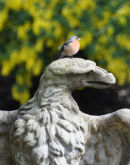 Belhaven Hill School Eagle