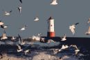 The gulls at the Lighthouse 
Berwick -upon-Tweed
8" x 12" 

Other sizes available please ask