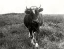 Alderney Cow 