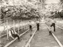 Figs Growing in Guernsey Glasshouse 