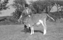 C-2x