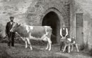 Cow & Calf