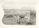 Cow_11