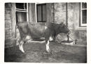 Cow_2