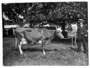 Cow_3