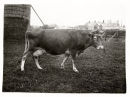 Cow_4