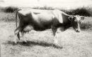 Cow_6