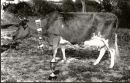 Cow_7