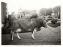 Cow_8