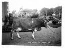 Cow_9