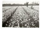 Field of Daffodils