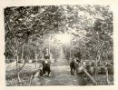Greenhouse of Figs