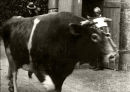 Guernsey Bull